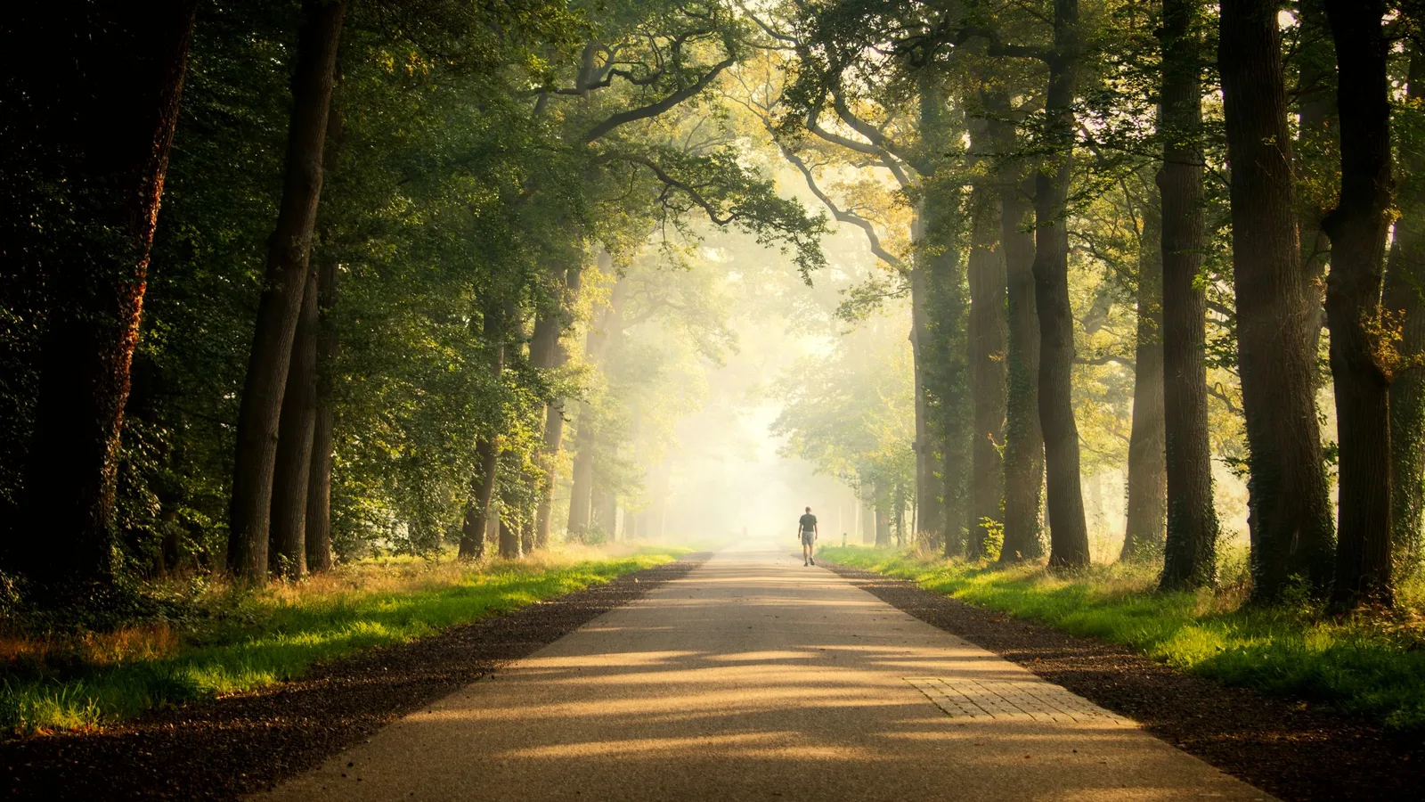 A lone walker on a long forest avenue in morning light