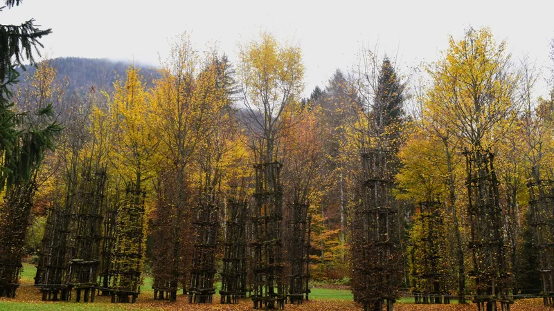 A cathedral of living trees, land art standing in an autumn field