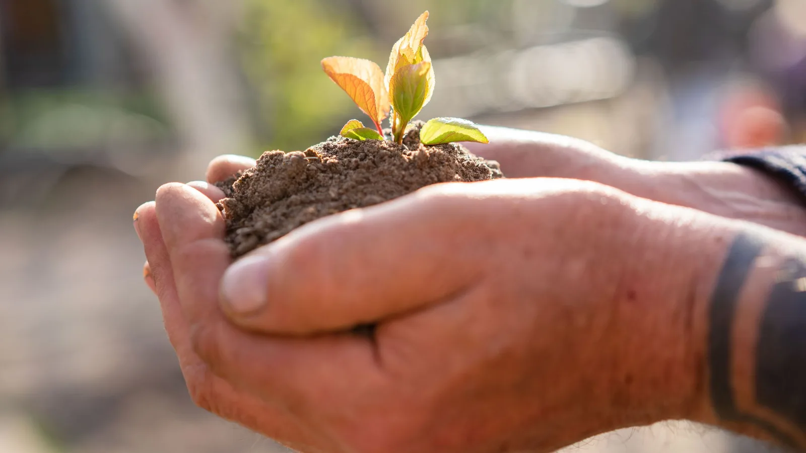 Cupped hands holding dark soil with a young green seedling