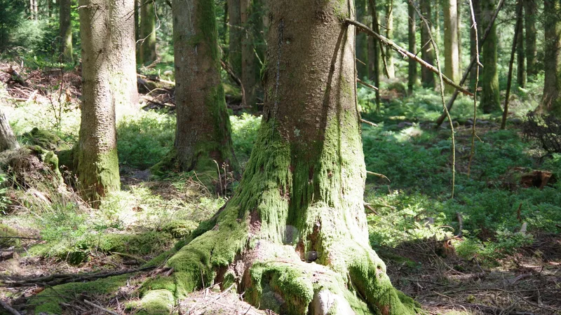 Sunlight on moss-covered tree trunks and a soft green forest floor