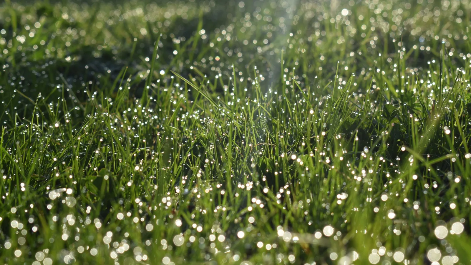 Morning dew on grass catching the first sunlight