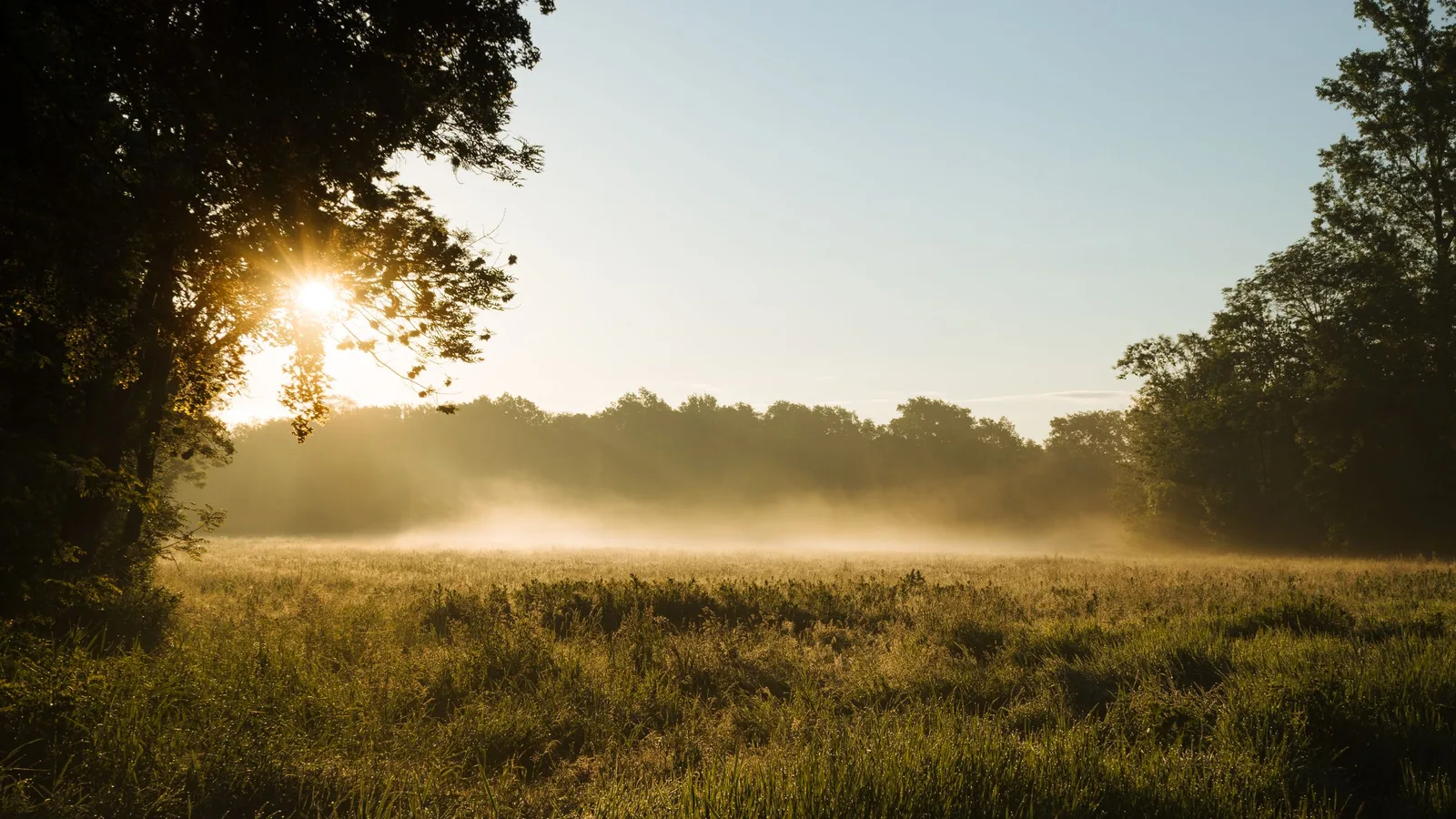 Morning sun breaking through trees over a misty green meadow