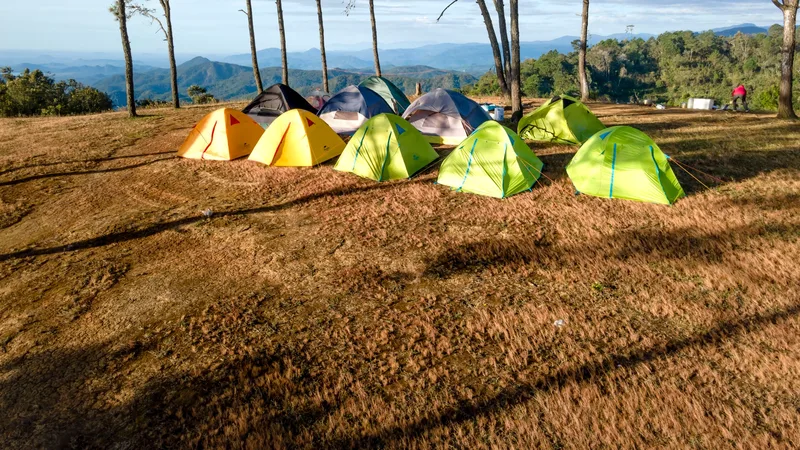 Tents pitched under pine trees at sunrise with hills beyond