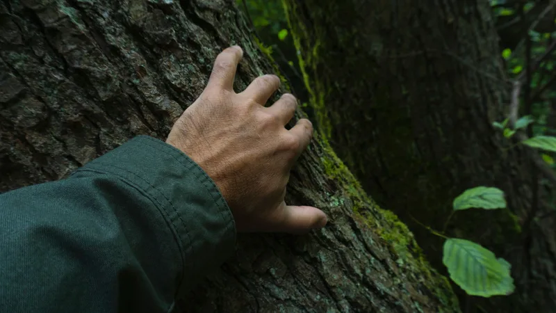 A hand resting on the mossy bark of an old tree