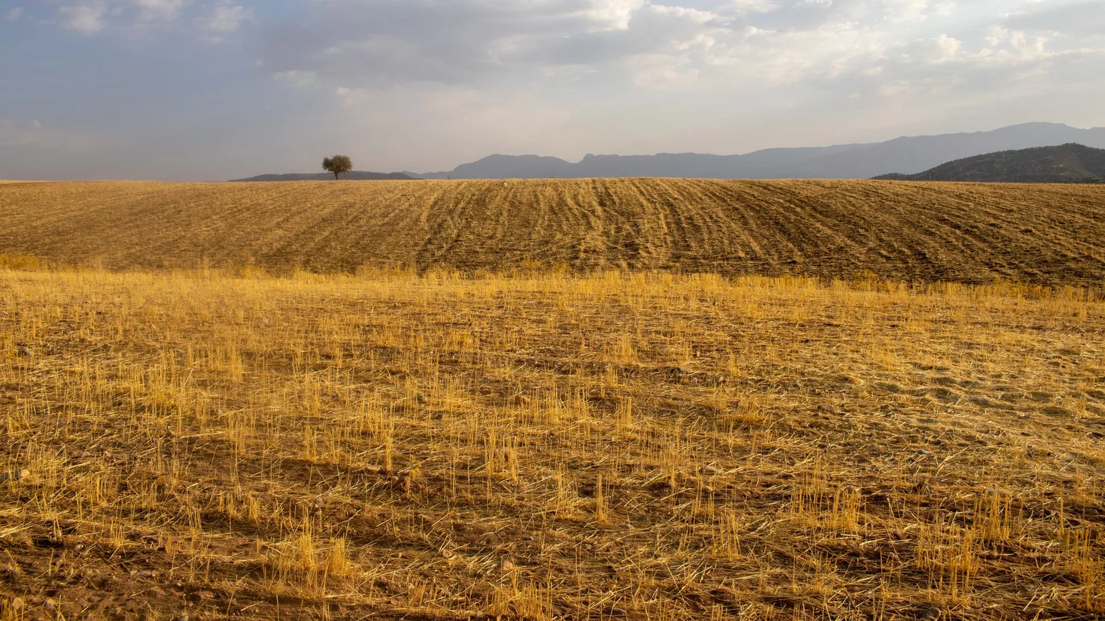 A harvested golden field at dusk with hills and a single tree