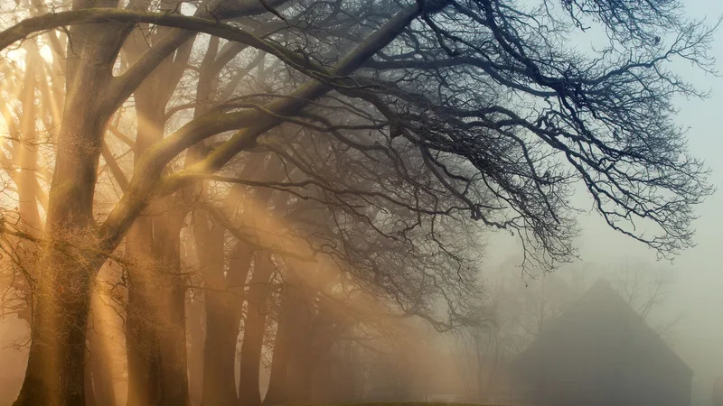Golden shafts of morning light through an old oak in the mist