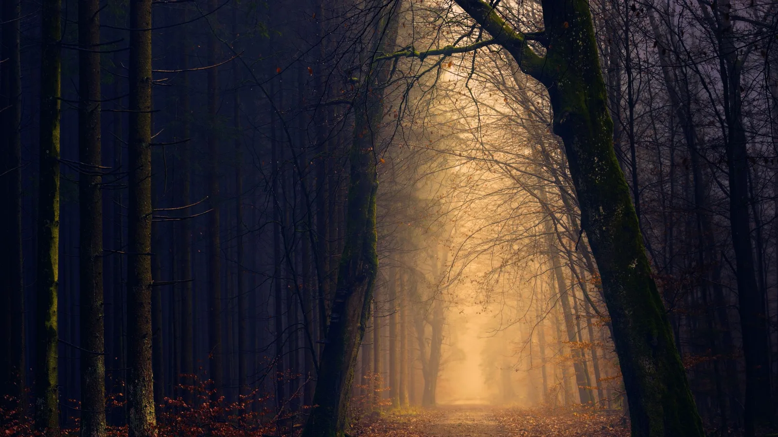 A path through a dark pine forest opening onto golden light