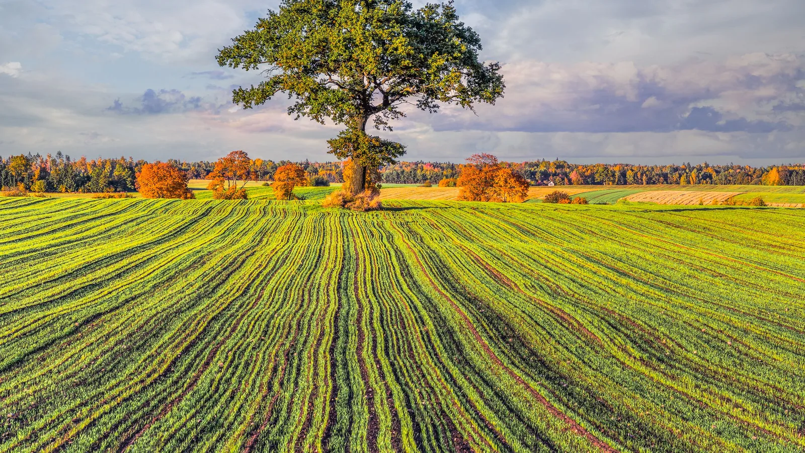 A lone oak standing in a green field under a wide sky