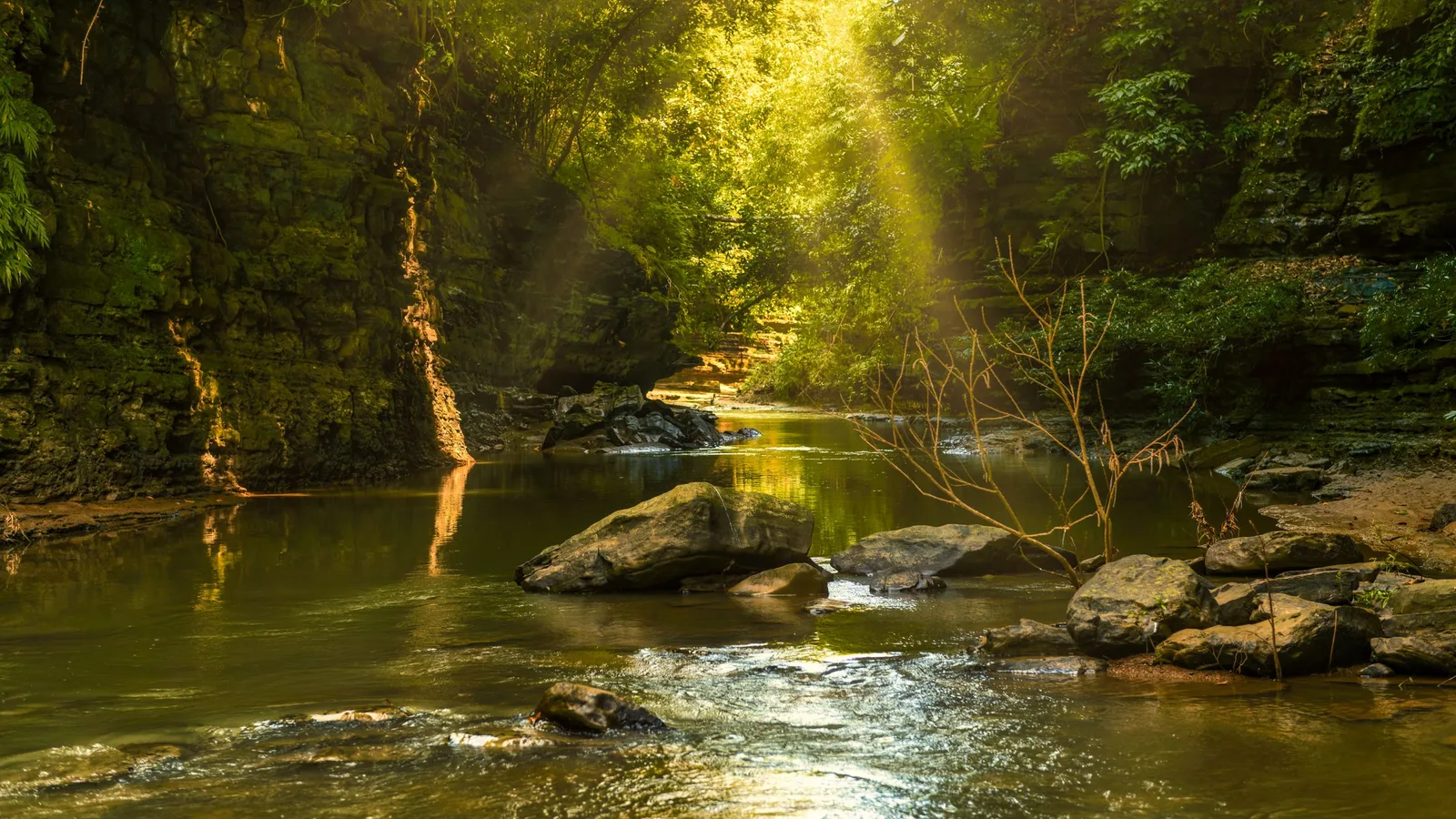 Sunlight falling through trees onto a slow river between rocks
